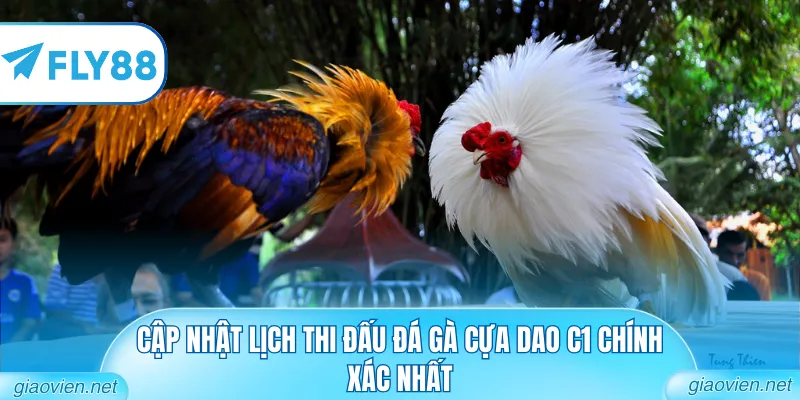 Đá Gà Cựa Dao C1 Đẳng Cấp Từ Các Đấu Trường Danh Tiếng 1 Cập nhật lịch thi đấu đá gà cựa dao C1 chính xác nhất