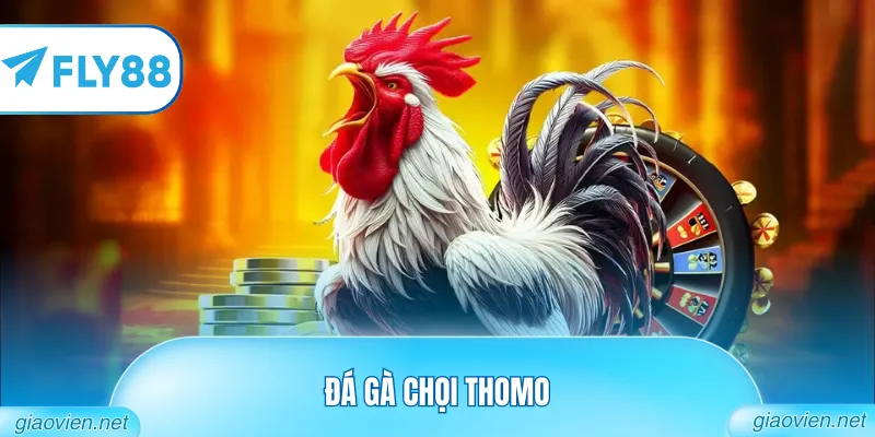 Đá Gà Chọi Thomo Đẳng Cấp Từ Các Bồ Gà Danh Tiếng Nhất 5 Đá Gà Chọi Thomo