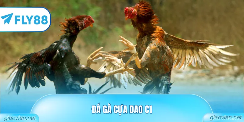 Đá Gà Cựa Dao C1 Đẳng Cấp Từ Các Đấu Trường Danh Tiếng 9 đá gà cựa dao c1