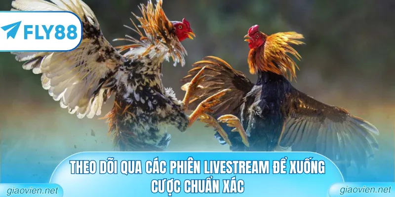 Trực Tiếp Đá Gà 167 Những Trận Đấu Nảy Lửa Từ Trường Thomo 3 Theo dõi qua các phiên livestream để xuống cược chuẩn xác